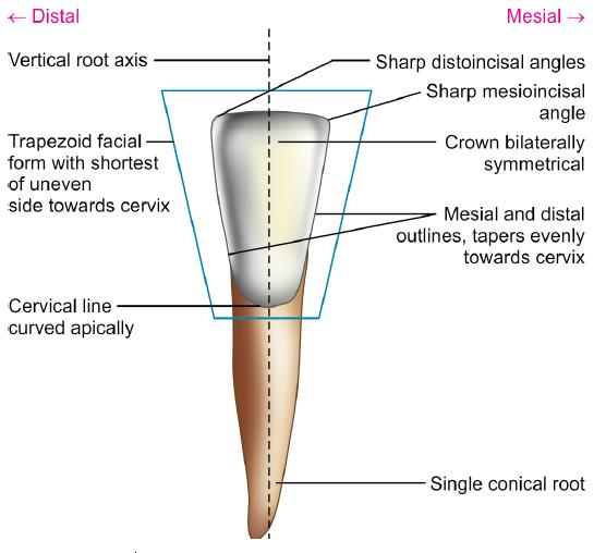 Permanent mandibular first incisors l tooth crown & root morphology